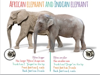 Preview of Elephant Slideshow (powerpoint)