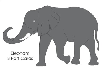 Preview of Elephant Terminology Cards