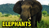 Elephants - PowerPoint