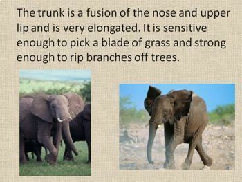 Elephants PowerPoint - Informational Text and Fun Facts