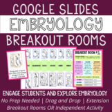 Embryology Inquiry: Breakout Room OR Independent Activity