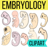 Embryology - Stages of Development Clipart