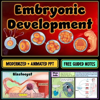 Preview of Embryonic & Fetal Development Animated PowerPoint Slideshow