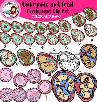 Preview of Embryonic and Fetal Development