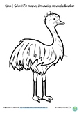 Emu Poster and Colour In Worksheet, Australian Animal Bird