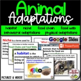 Science Animal Adaptation Habitat Niche Food Web Chain Pre