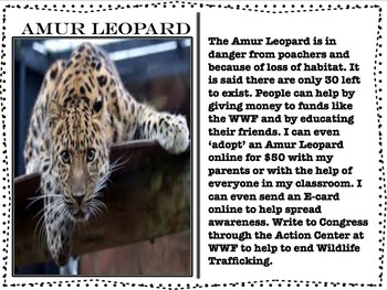 Preview of Endangered Animal Posters and Cards