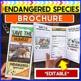 Endangered Animal Species Brochure Template -Numbat *EDITA