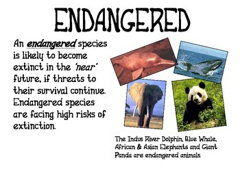 Endangered Animals- Definition of Terms by Mrs Tate | TPT