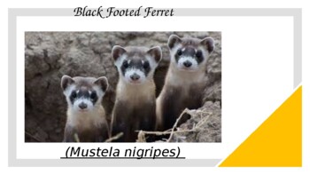 Preview of Endangered Species - Black Footed Ferret Story (Biology & Ecology)
