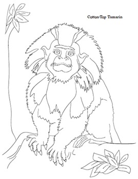 Endangered Species Primate Coloring Sheets by Kid World