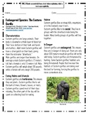 Endangered Species: The Eastern Gorilla