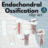 Endochondral Ossification Clip Art, Anatomy Art