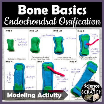 Preview of Endochondral Ossification Model Activity | Bones | Skeletal System Unit