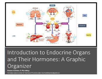 Preview of Endocrine Organs and Their Hormones: A Graphic Organizer Worksheet