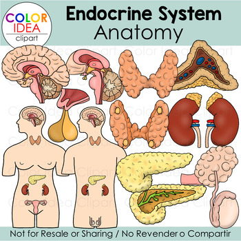 Preview of Endocrine System