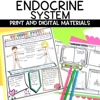 Preview of Endocrine System Activity