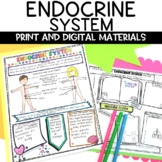Endocrine System Activity