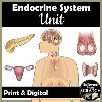 Preview of Endocrine System Unit for Anatomy
