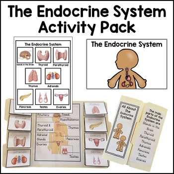 Preview of Endocrine System Activity Bundle Endocrine System Simple Primary