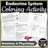Endocrine System Anatomy Activity and Coloring Worksheets