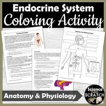 Preview of Endocrine System Anatomy Activity and Coloring Worksheets