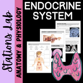 Endocrine System Anatomy: Stations Lab