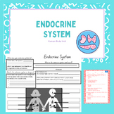 Endocrine System Bundle