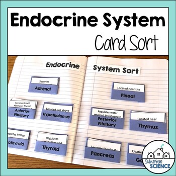 Preview of Endocrine System Cards - Glands and Hormones Sorting Activity