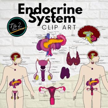 Preview of Endocrine System Clip Art