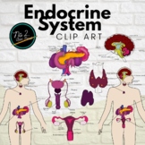 Endocrine System Clip Art