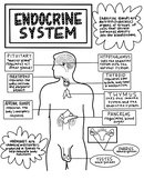 Endocrine System Coloring Sheet