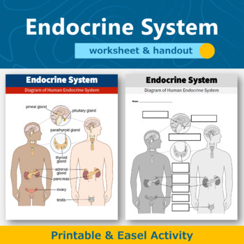 Preview of Endocrine System Diagram Worksheet and Handout | Human Body Systems