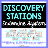 Endocrine System Diagram and Discovery Stations