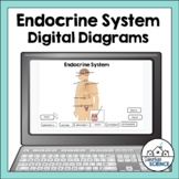 Endocrine System Diagrams for Distance Learning