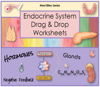 Preview of Endocrine System - Drag & Drop Worksheets (Med Bites Series)