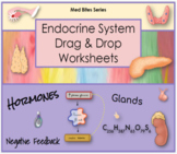 Endocrine System - Drag & Drop Worksheets (Med Bites Series)