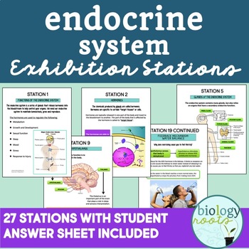Preview of Endocrine System Exhibition Stations