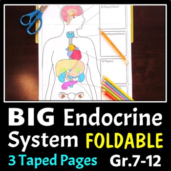 Preview of Endocrine System Foldable - Big Foldable for Interactive Notebooks or Binders