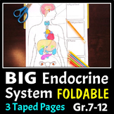 Endocrine System Foldable - Big Foldable for Interactive N