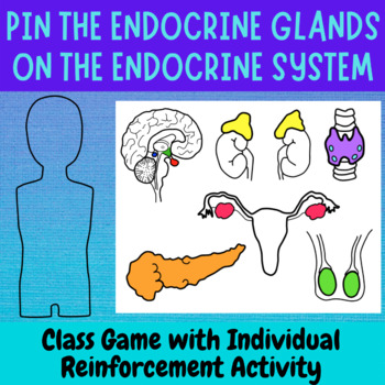 Preview of Endocrine System Game and Activity | Identifying Endocrine Glands and Hormones