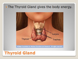 Endocrine System (Glands) Unit