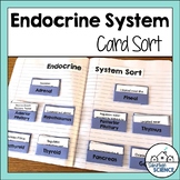 Endocrine System Cards - Glands and Hormones Sorting Activity