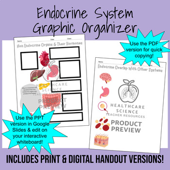 Preview of Endocrine System Graphic Organizer (Printable and Digital Versions Included)