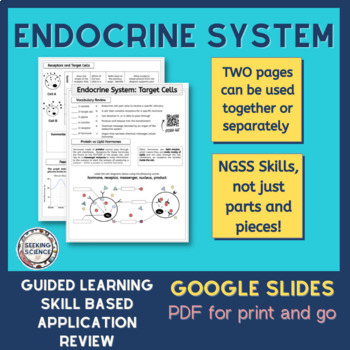 Preview of Endocrine System Guided Learning Worksheet
