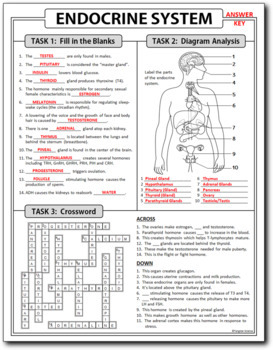 Endocrine System Homework Review Worksheet / Test Prep (Google Slide