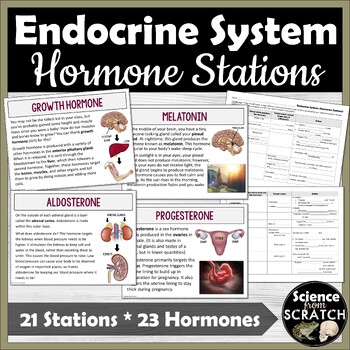 Preview of Endocrine System: Hormone Stations