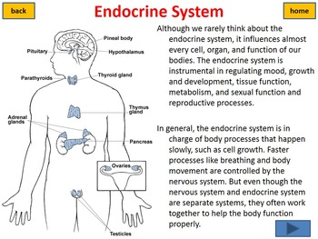 Endocrine System Interactive Tutorial and worksheet by Beverly Biology