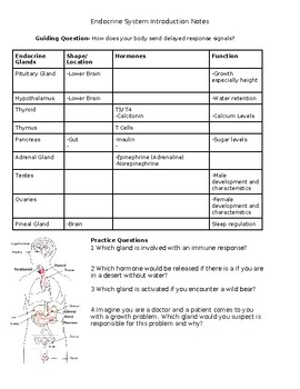 Preview of Endocrine System Introduction Notes