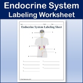 Endocrine System Labeling Worksheet - Science | Anatomy